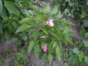 Peeps ready to pick!